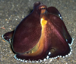 Posing Octopus in Lembeh Strait by Szilvia Gogh 
